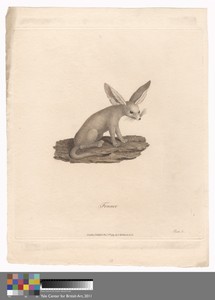 Fennec by James Heath, in Etching and engraving with hand coloring in watercolor on medium, moderately textured, cream wove paper. Download this artwork as a hi — James Heath Wallpaper