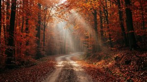 Een filmische weg die door een kleurrijk herfstbos slingert.