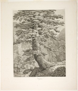 Fir Tree by Jacob Philipp Hackert, created 1801/02, in Etching on ivory laid paper. Download this artwork as a high-resolution wallpaper for desktop, tablet, or — Jacob Philipp Hackert Wallpaper