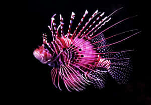Ein glühender pink-violetter Rotfeuerfisch mit ausgestreckten giftigen Stacheln vor schwarzem Hintergrund. — Fische Wallpaper