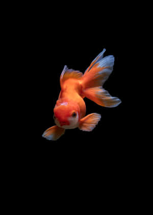 Ein heller orangefarbener Goldfisch mit fließenden Flossen schwimmt in dunklem Wasser. — Fische Wallpaper