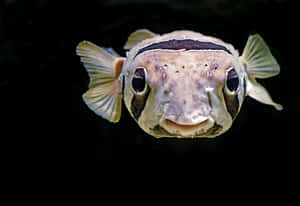 Ein Kugelfisch mit großen Augen und stacheliger Haut schwimmt auf den Betrachter zu vor einem schwarzen Hintergrund. — Fische Wallpaper