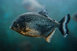 Ein schwarzer Piranha mit silbernen Sprenkeln schwimmt in trübem türkisfarbenem Wasser mit schwebenden Partikeln. — Fische Wallpaper
