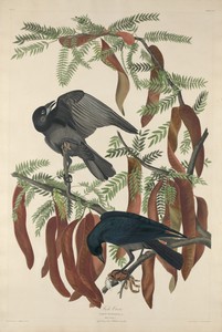 Fish Crow by Jr. Robert Havell, created 1832, in hand-colored engraving and aquatint on Whatman wove paper. Download this artwork as a high-resolution wallpaper — Jr. Robert Havell Wallpaper
