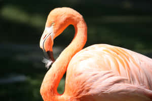 En lyserød flamingo med buet hals og fjerbeklædt næb i naturlige omgivelser. — Pink Flames Wallpapers