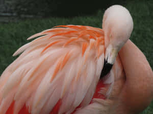 A pink flamingo grooming its feathers in a natural setting. — Pink Sparkle Picture