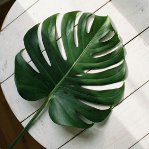 A calm flat lay of a Monstera leaf on a white wooden table with natural shadows.