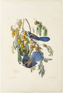 Florida Jay by Jr. Robert Havell, created 1830, in Hand-colored engraving, with aquatint, on ivory wove paper. Download this artwork as a high-resolution wallpa