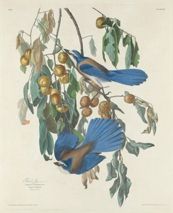 Florida Jays by Jr. Robert Havell, created 1830, in hand-colored engraving and aquatint on Whatman wove paper. Download this artwork as a high-resolution wallpa — Jr. Robert Havell Wallpaper