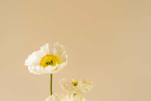 Three white poppies with yellow centers bloom gently against a beige backdrop. — Flower Pattern Picture