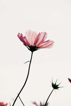 A pink cosmos flower with slender stem and green buds against a white background. — Flower Pattern Picture