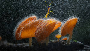Eine kleine gelbe Ameise, die während eines Regenschauers auf flauschigen orangefarbenen Pilzen läuft.
