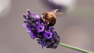 Abelha em Lavanda Roxa