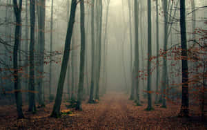 Ein nebliger Waldweg, gesäumt von hohen Bäumen und gefallenen orangefarbenen Blättern auf dem Boden. — Foggy Ästhetischer Hintergrundbilder Wallpaper