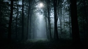 Mysterious dark forest silhouette with fog and moonlight. — Black Aesthetic Picture