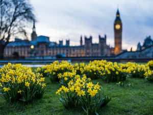Yellow daffodils in grass with Big Ben and Parliament in soft twilight background.