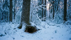 Ett fridfullt vinterlandskap med en gömd övervintringsgrop.