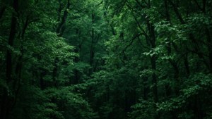 Texture de feuille vert foncé pour chroma key