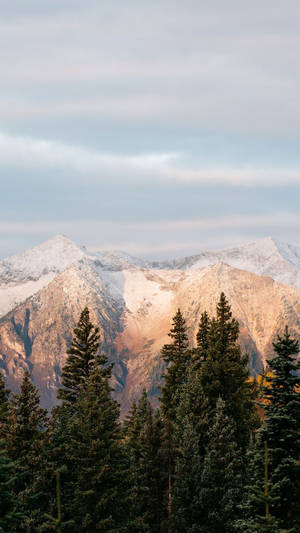 Cordilheira nevada ao pôr do sol vista através de árvores perenes — Mountains Papéis de Parede