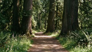 Une scène forestière de Francis Nicholson avec un chemin de terre sinueux et une lumière solaire tachetée à travers de grands arbres.