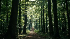 Dense forest path with sunbeams, depth effect.