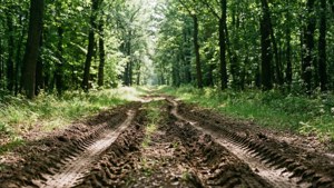 Jejak ban lebar melalui hutan hijau dengan sinar matahari yang menyaring melalui dedaunan.