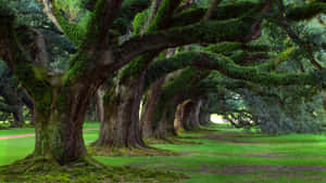 A row of ancient mossy oak trees arching over a grassy path. — Background