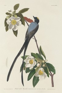 Forked-tail Flycatcher by Jr. Robert Havell, created 1833, in hand-colored engraving and aquatint on Whatman wove paper. Download this artwork as a high-resolut — Jr. Robert Havell Wallpaper