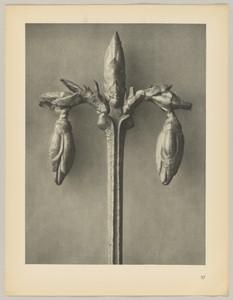 Forsythia suspensa by Karl Blossfeldt, created 1928, in photogravure. Download this artwork as a high-resolution wallpaper for desktop, tablet, or mobile. — Karl Blossfeldt Wallpaper
