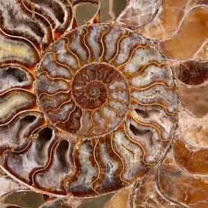 Poleret ammonitfossil, der viser detaljerede spiralformede kamre og jordiske toner.