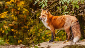 Rotfuchs auf einem Felsen im Herbstwald — Gray Fox Wallpaper