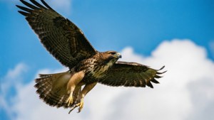 En fantastisk dyrelivs-bakgrunn av en hauk i flukt mot en klar blå himmel.
