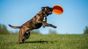 Un Cane Corso sautant pour attraper un frisbee dans un parc ensoleillé.