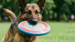 A dog holds a frisbee in its mouth, ready to fetch in a sunny park. — Pet Background