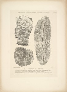 [Fungi polyps] by Louis-Amédée Mante, created about 1853–1854. Download this artwork as a high-resolution wallpaper for desktop, tablet, or mobile.