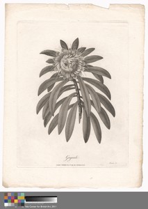 Gaguedi by James Heath, in Etching and engraving on medium, moderately textured, cream laid paper. Download this artwork as a high-resolution wallpaper for desk — James Heath Wallpaper