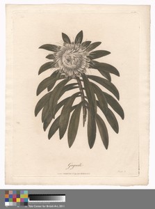 Gaguedi by James Heath, in Etching and engraving with hand coloring in watercolor on medium, slightly textured, cream wove paper. Download this artwork as a hig — James Heath Wallpaper