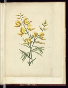 Genets by Charles-Germain de Saint-Aubin, created 1757–68, in Hand-colored etching on paper. Download this artwork as a high-resolution wallpaper for desktop, t — Charles-Germain de Saint-Aubin Wallpaper