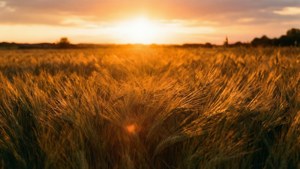 Un sereno campo di grano al tramonto per una copertina di citazioni rustica.
