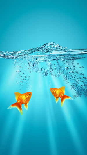 Two goldfish swimming underwater with sunlight beams and bubbles rising. — Anglerfish Picture