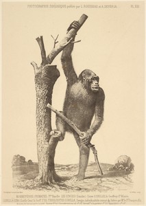 [Gorilla] by Louis-Amédée Mante, created about 1853–1854. Download this artwork as a high-resolution wallpaper for desktop, tablet, or mobile. — Louis-Amédée Mante Wallpaper