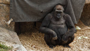 En gorilla sitter på halm under ett tält i en stenig inhägnad. — Bästa Gorilla Bakgrund Bakgrunder
