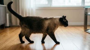 A siamese cat walking on a wooden floor near a window.