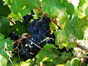 Ripe dark grapes hanging on a vine with green leaves in sunlight. — Fresh Wallpaper