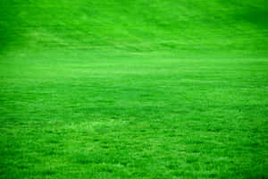 Vibrant green grass field with soft focus and natural texture. — Grass Background