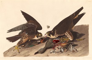 Great Footed Hawk by Jr. Robert Havell, created 1827, in hand-colored engraving and aquatint on Whatman wove paper. Download this artwork as a high-resolution w — Art Picture