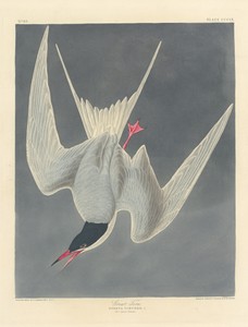 Great Tern by Jr. Robert Havell, created 1836, in hand-colored engraving and aquatint on Whatman wove paper. Download this artwork as a high-resolution wallpape — Art Picture