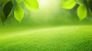 La luz del sol brilla a través de hojas verdes sobre un campo de hierba. — Fondos de color verde Fondos