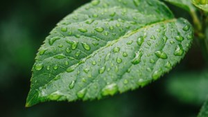 Macro close-up de uma folha verde com gotículas de água