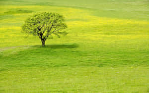 Un árbol solitario en una colina cubierta de hierba rodeado por un campo de flores silvestres amarillas. — Verdor Fondos de pantalla